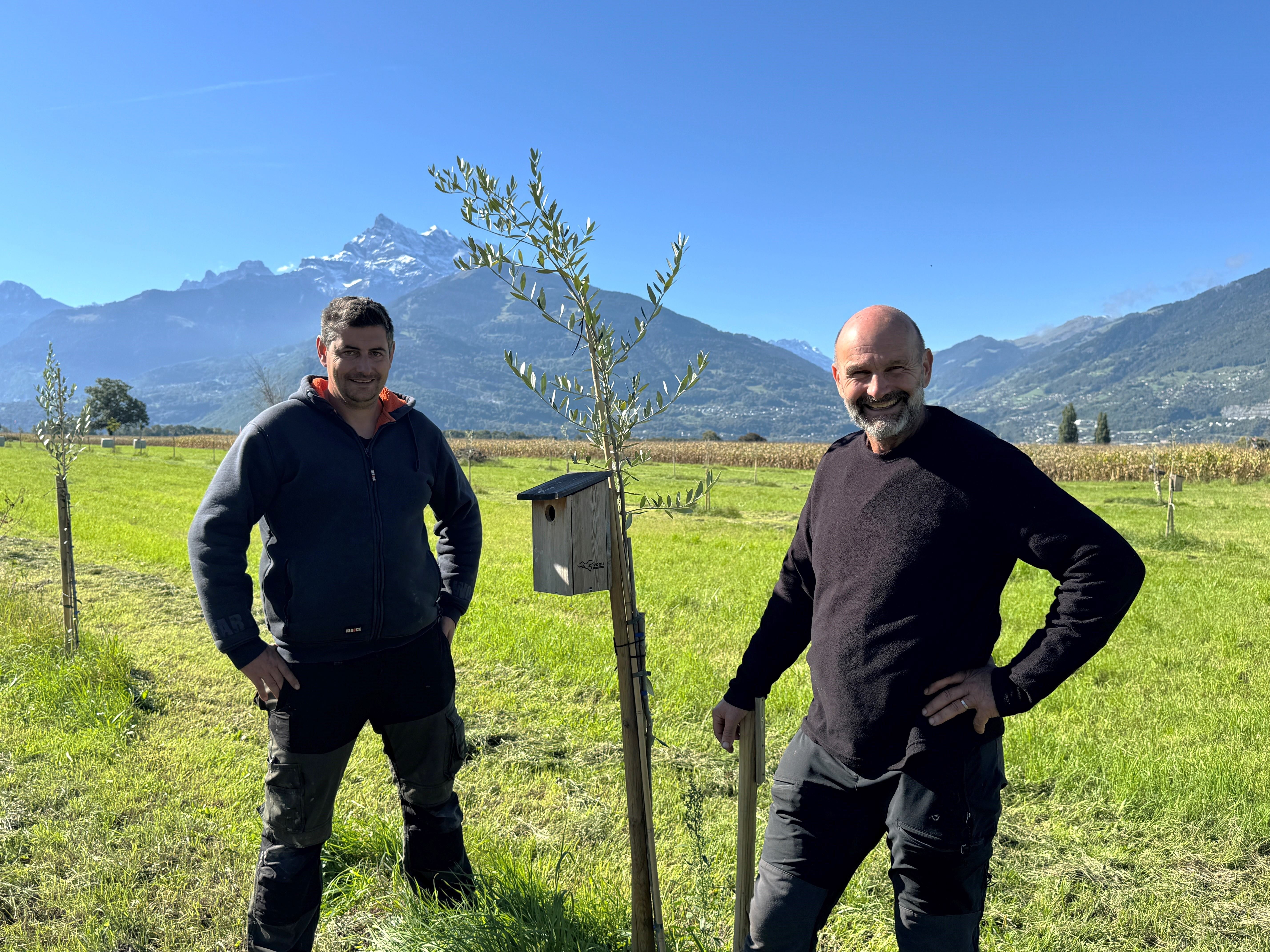 Comme un air de Toscane : 10'000 oliviers seront plantés dans le Chablais d'ici 2026